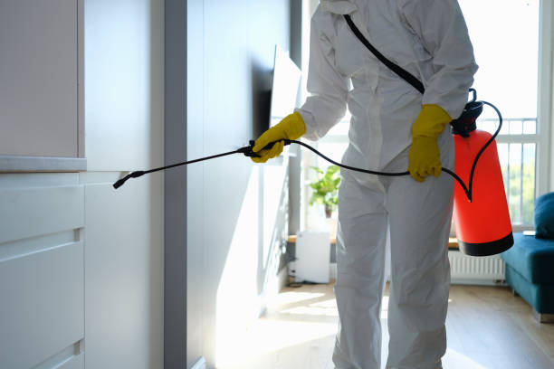 Best Certified Mold Removal  in Gladewater, TX