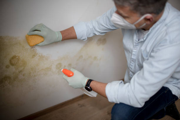 Home Mold Removal in Gladewater, TX