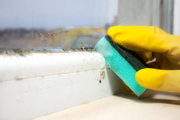 Best Mold Testing and Removal  in Gladewater, TX