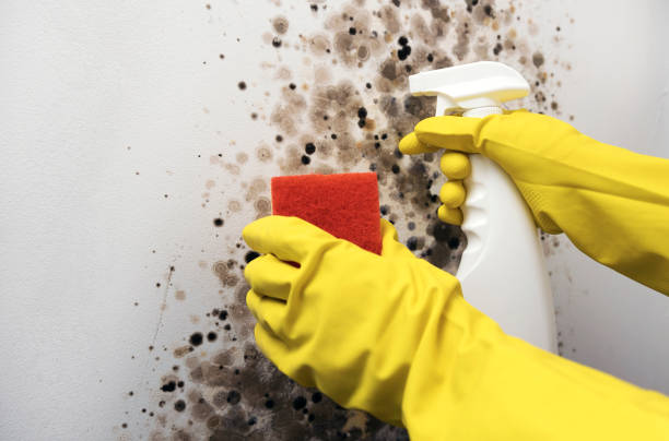 Best Commercial Mold Removal  in Gladewater, TX
