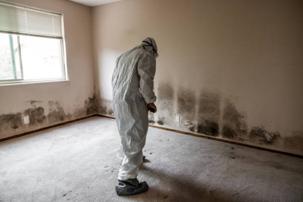 Gladewater, TX Mold Removal Company