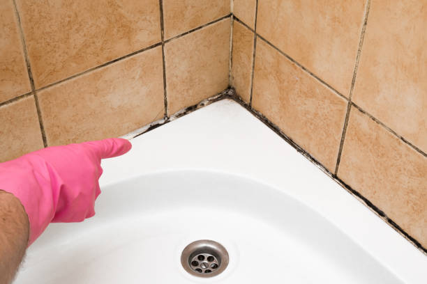 Best Mold Testing  in Gladewater, TX
